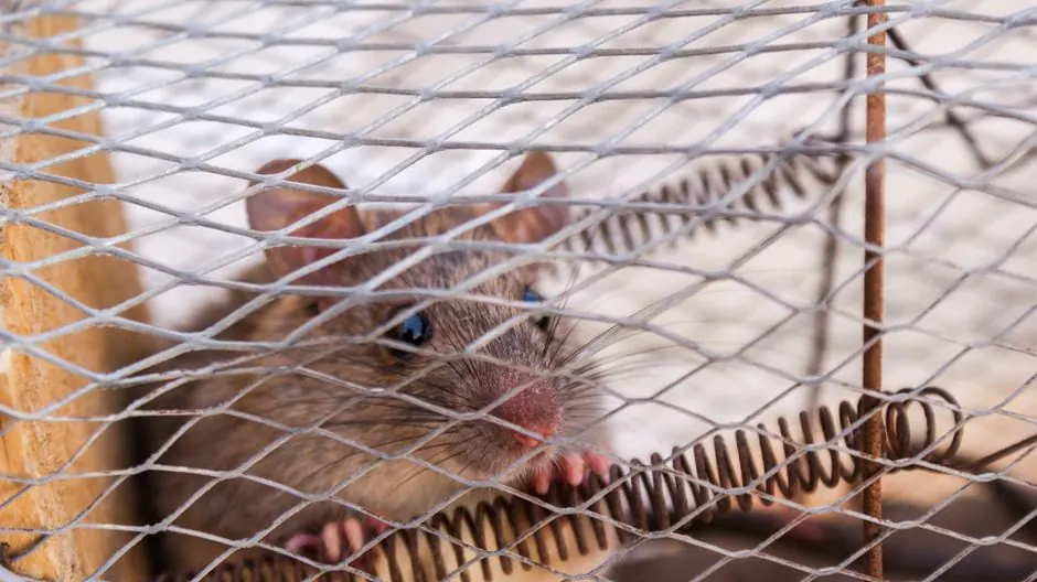 Rat peeking through wire exclusion mesh
