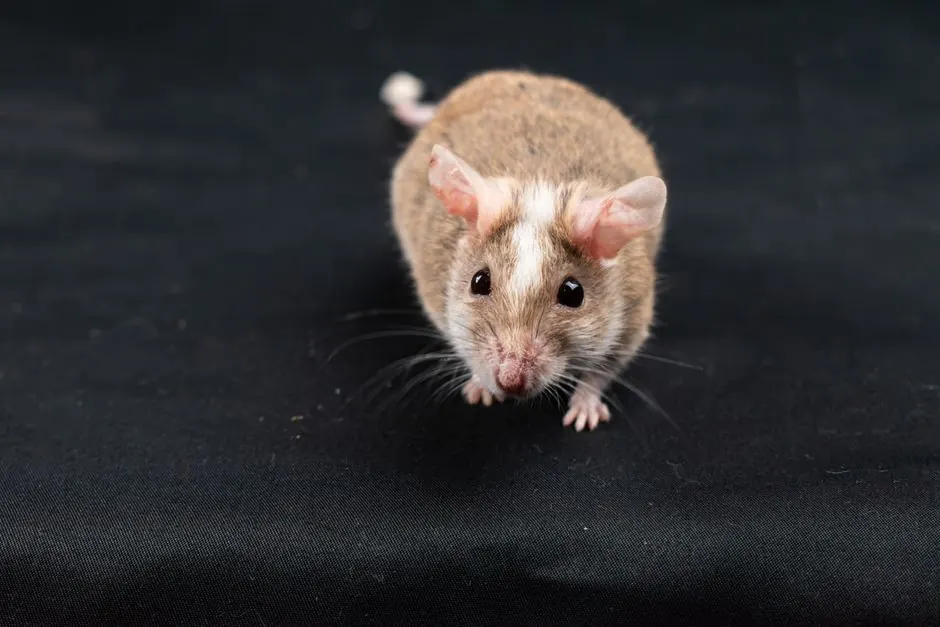 Mountain deer mouse in natural habitat
