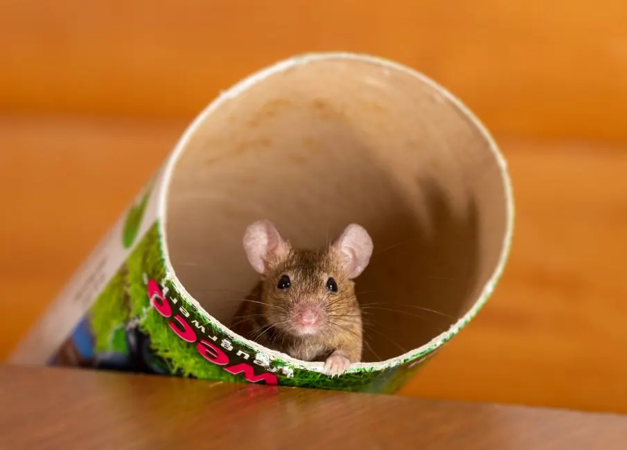 Mouse peeking from a tube, illustrating indoor migration after freezing temperatures.
