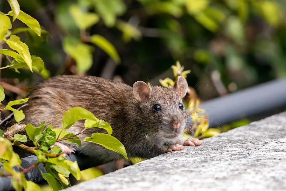 Detailed close-up of a brown rat in Truckee mountain brush