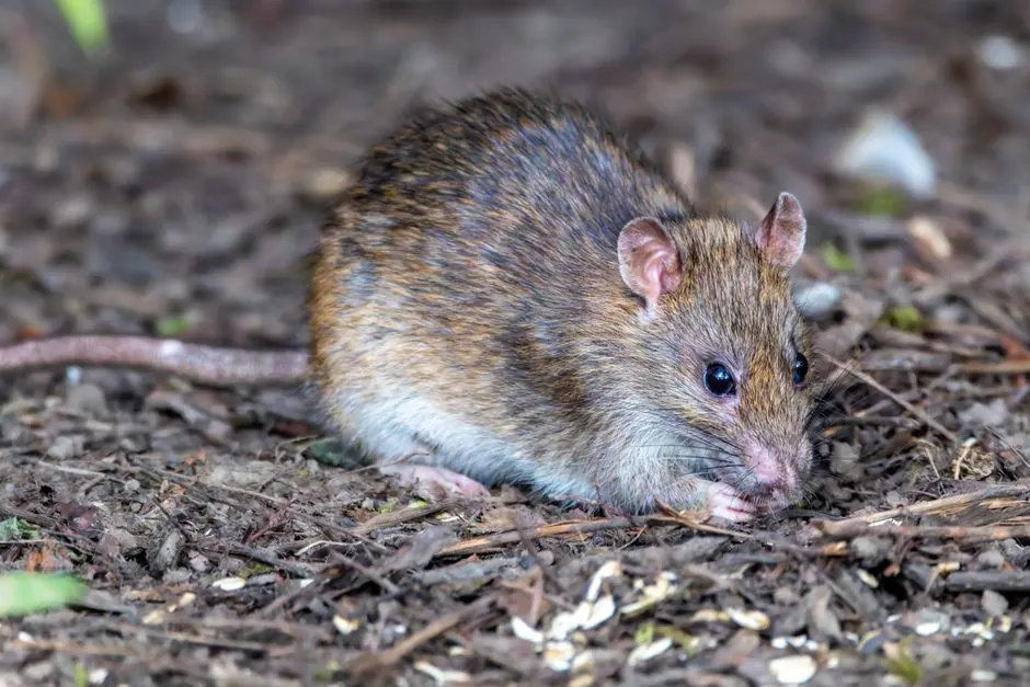 A brown rat foraging near rocks and vegetation, illustrating outdoor activity near the Truckee River corridor.