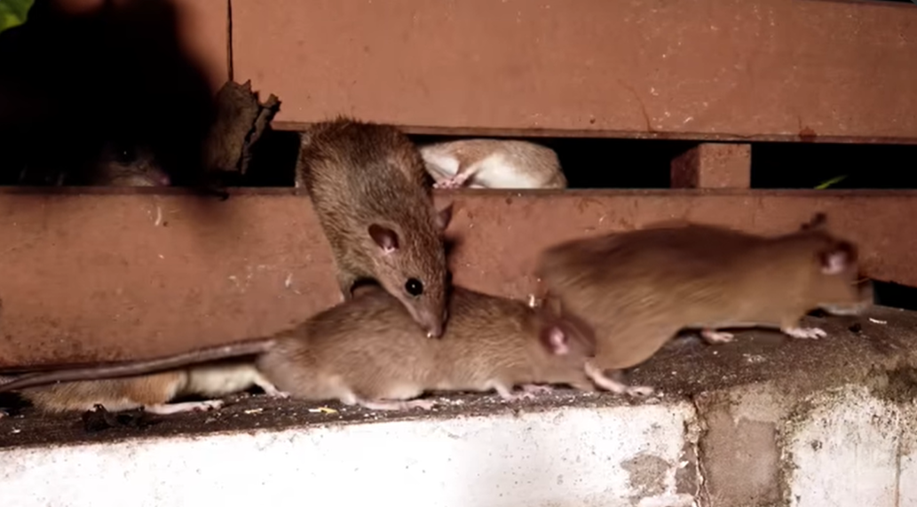 Mouse peeking through structural concrete gap in home foundation